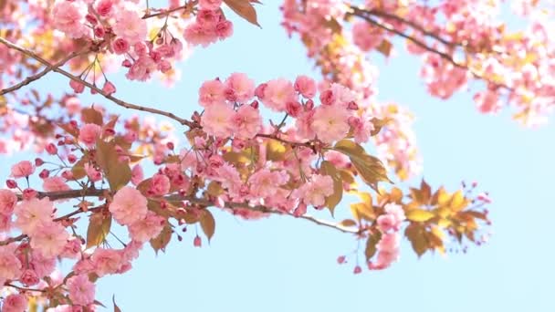 美丽的粉红藏红花映衬着春天的蓝天 Prunus Serrulata Kanzan 春天阳光灿烂的日子里 美丽的自然景观与盛开的树木 美丽的公园 — 图库视频影像