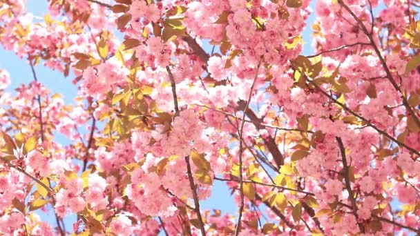Όμορφα Ροζ Λουλούδια Σακούρα Ενάντια Στον Ανοιξιάτικο Γαλάζιο Ουρανό Προύνους — Αρχείο Βίντεο