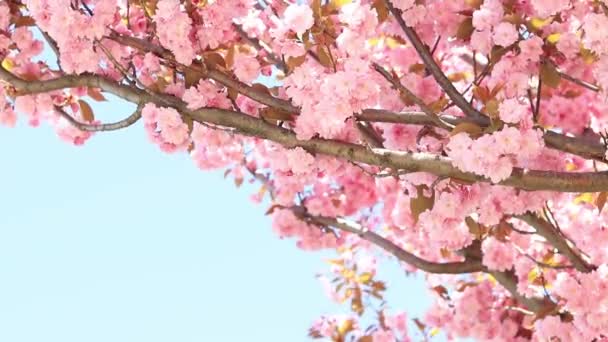 Hermosas Flores Sakura Rosa Contra Cielo Azul Primavera Prunus Serrulata — Vídeo de stock