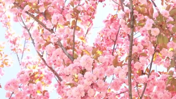 Krásné Růžové Sakura Květy Proti Jarní Modré Obloze Prunus Serrulata — Stock video
