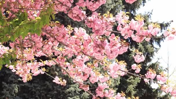 Krásné Růžové Sakura Květiny Prunus Serrulata Kanzan Krásná Přírodní Scéna — Stock video