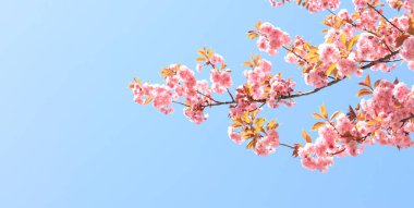Güzel pembe sakura çiçekleri ilkbahar mavi gökyüzüne karşı. Uzayı kopyala Prunus serrulata Kanzan. Baharın güneşli bir gününde çiçek açan bir ağaçla güzel bir doğa.