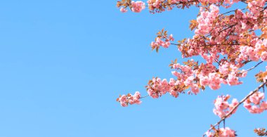 Güzel pembe sakura çiçekleri ilkbahar mavi gökyüzüne karşı. Uzayı kopyala Prunus serrulata Kanzan. Baharın güneşli bir gününde çiçek açan bir ağaçla güzel bir doğa.