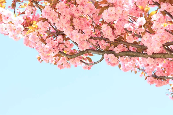 春の青空に映えるピンクの桜 コピースペース プルヌス セルルラタ カンザン 春の晴れた日に開花木と美しい自然 — ストック写真