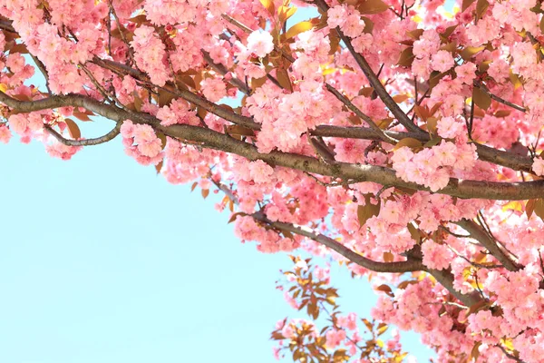봄파란 하늘을 배경으로 아름다운 분홍색 사쿠라 Prunus Serrulata Kanzan 꽃피는 — 스톡 사진