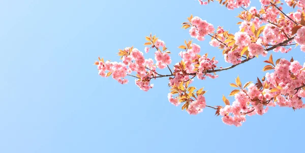 春の青空に映えるピンクの桜 コピースペース プルヌス セルルラタ カンザン 春の晴れた日に開花木と美しい自然 — ストック写真