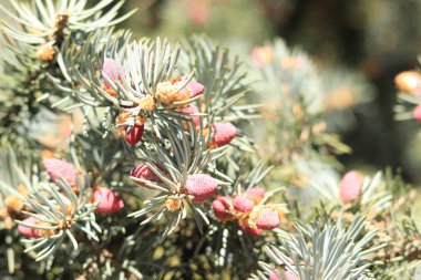 Köknar ağacının dalları, ağacın diğer dallarının bulanık arka planına yakın pembe koni şeklinde. Pembe kozalaklar kozalaklı bir bitkinin üzerinde. Doğal arkaplan