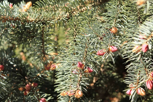 杉树分枝与幼小的粉红圆锥形的特写在模糊的背景上 其余的枝条的树 粉红在针叶树上的特写 自然背景 — 图库照片