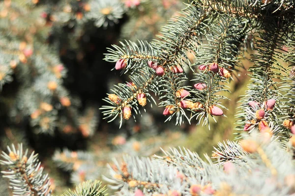 Fir 가지에는 분홍색 세포들 나무의 나머지 가지들의 배경에 근접하고 침엽수 — 스톡 사진