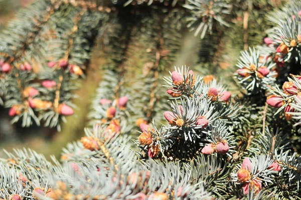 Branch Fir Tree Young Pink Cones Close Blurred Background Rest — Stock Photo, Image