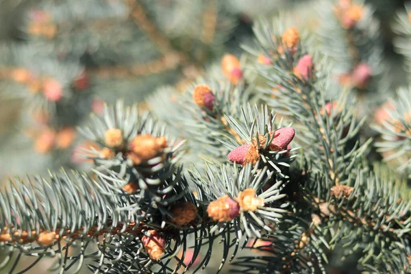 杉树分枝与幼小的粉红圆锥形的特写在模糊的背景上 其余的枝条的树 粉红圆锥在针叶树上的特写 图库图片