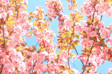 Bahar pembe çiçekleri açar. Çiçek açan kiraz ağacı, Sakura çiçekleri. Baharda Japon Bahçesi