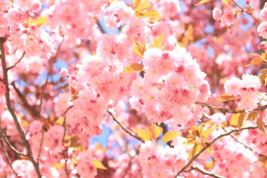 Bahar pembe çiçekleri açar. Çiçek açan kiraz ağacı, Sakura çiçekleri. Baharda Japon Bahçesi