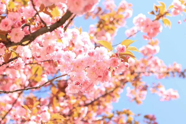 분홍빛 벚나무 Full Bloom Sakura Flowers 일본의 — 스톡 사진