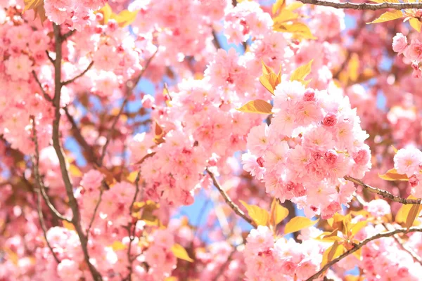 春ピンクの花を咲かせます 満開の桜 桜の花 春の日本庭園 — ストック写真