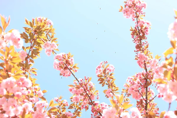 Spring pink flowers bloom. Blossoming Cherry Tree In Full Bloom, Sakura Flowers. Japanese Garden in Spring
