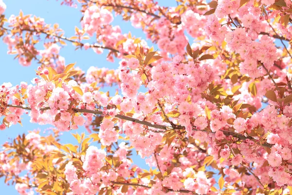 Spring Pink Flowers Bloom Blossoming Cherry Tree Full Bloom Sakura — Stock Photo, Image