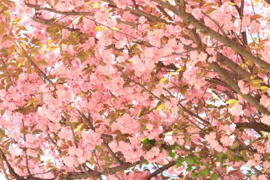 Güzel pembe sakura çiçekleri. Baharda güneşli bir günde çiçek açan bir ağaçla güzel bir doğa. Sakura çiçek açmış.