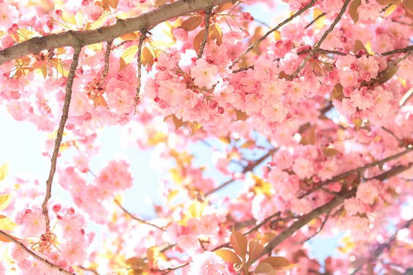美丽的粉红色藏红花 春天阳光灿烂的日子里 美丽的大自然和一棵开花的树 樱花盛开 — 图库照片