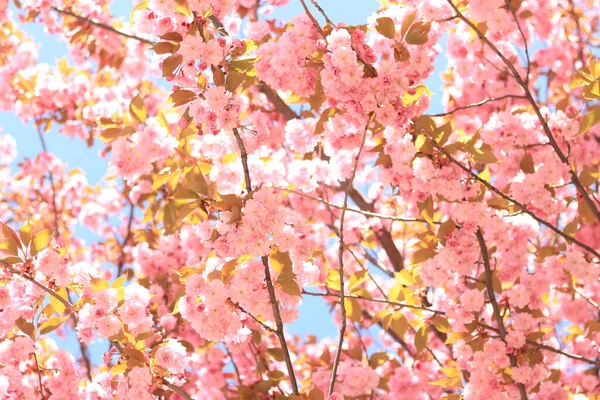 美しいピンクの桜の花 春の晴れた日に開花木と美しい自然 満開の桜 — ストック写真