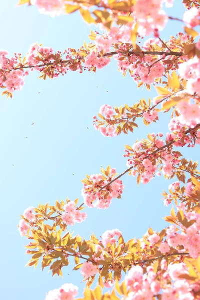 아름다운 분홍색 사쿠라 꽃피는 나무가 아름다운 사쿠라 — 스톡 사진