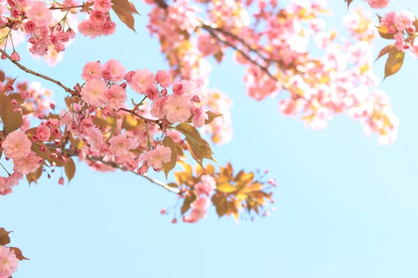 美しいピンクの桜の花 春の晴れた日に開花木と美しい自然 満開の桜 — ストック写真
