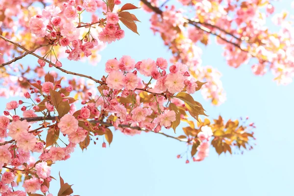 美しいピンクの桜の花 春の晴れた日に開花木と美しい自然 満開の桜 — ストック写真