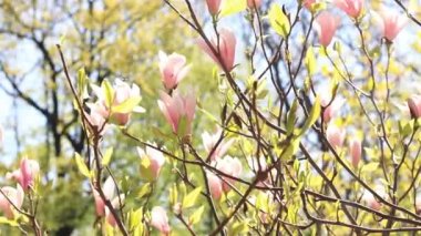 Parkta manolya çiçeği açar. Doğada güzel çiçekler. Bahar arkaplanı oluşturma videosu. Baharda manolyalar