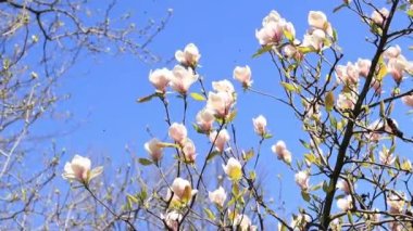 Parkta manolya çiçeği açar. Doğada güzel çiçekler. Bahar arkaplanı oluşturma videosu. Baharda manolyalar