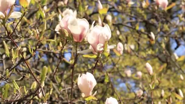 Μανόλια Ανθίζει Στο Πάρκο Όμορφα Λουλούδια Στη Φύση Βίντεο Για — Αρχείο Βίντεο