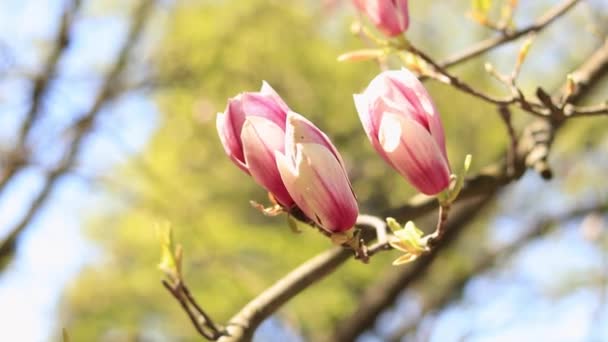Magnolienblüte Park Schöne Blumen Der Natur Video Zum Erstellen Von — Stockvideo