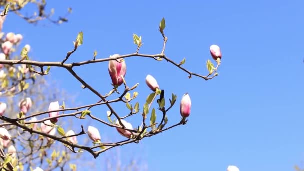 公園内のマグノリアの花 自然の中で美しい花 春の背景を作るためのビデオ 春のマグノリア — ストック動画
