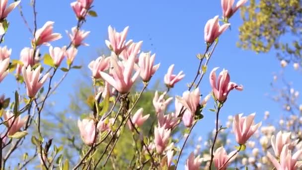 Magnolia Kwitnie Parku Piękne Kwiaty Przyrodzie Wideo Tworzenia Wiosennych Tła — Wideo stockowe
