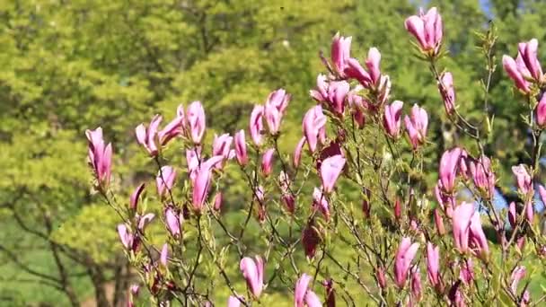 Магнолия Цветет Парке Красивые Цветы Природе Видео Создания Весенних Фонов — стоковое видео