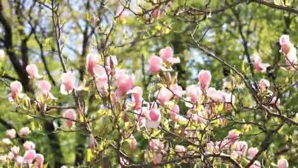 Magnolia Kwitnie Parku Piękne Kwiaty Przyrodzie Wideo Tworzenia Wiosennych Tła — Wideo stockowe