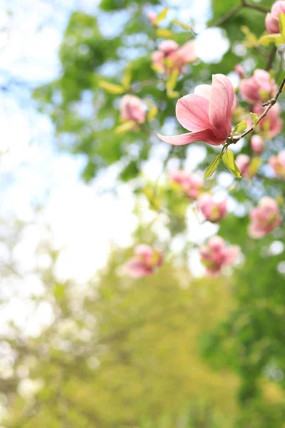 Blooming Magnolia Pink Magnolia Flower Close Blurred Background Blooming Tree — Stock Photo, Image