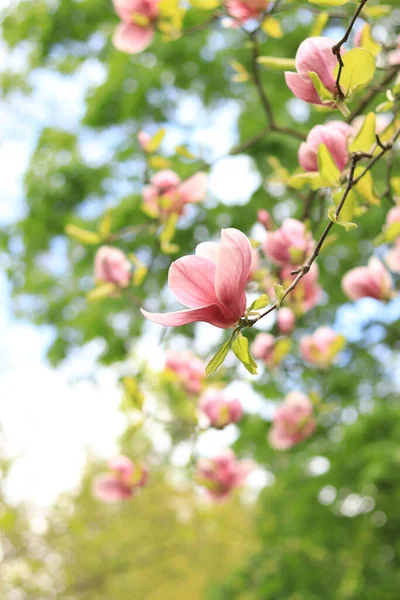Blooming Magnolia Pink Magnolia Flowers Close Blurred Background Blooming Tree — Stock Photo, Image