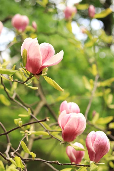 Blooming Magnolia Pink Magnolia Flowers Close Blurred Background Blooming Tree — Stock Photo, Image