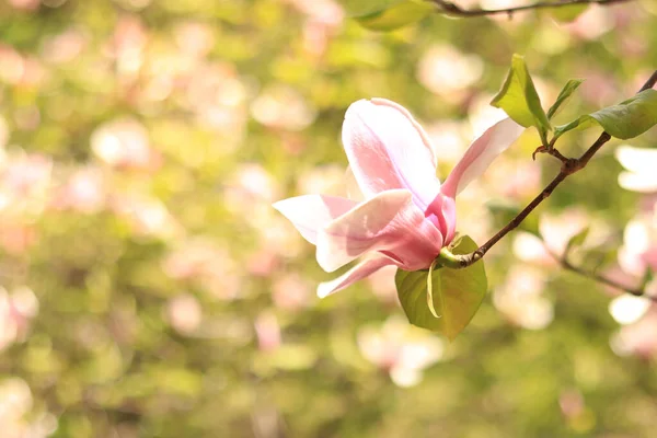 Magnolia Flower Close Pink White Magnolia Flowers Blooming Tree Spring — Stock Photo, Image