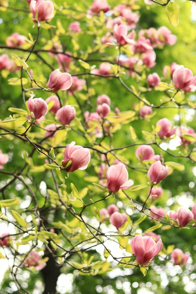 Pink White Magnolia Flowers Blooming Tree Spring Magnolia Flowers Branch — Stock Photo, Image