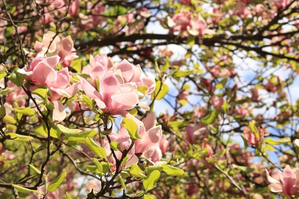 Розовые Белые Цветы Магнолии Цветущее Дерево Весной Магнолия Цветы Ветке — стоковое фото