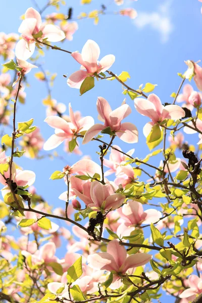 Magnolia Flowers Blue Sky Spring Background Bottom View Magnolia Blooming — Stock Photo, Image