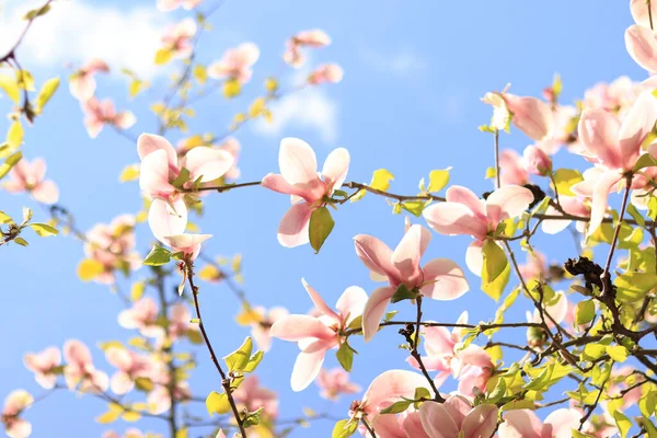 Magnolia flowers against the blue sky, spring background. Bottom up view of magnolia blooming with pink flowers. Spring mood. Flowers with selective focus