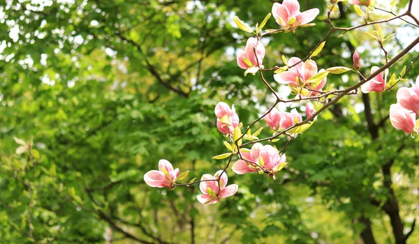 Magnolia Blossom Park Pink White Flowers Natural Background Blooming Tree — Stock Photo, Image