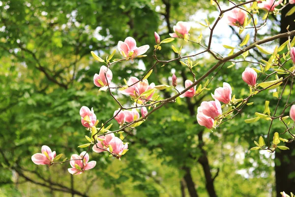 Magnolia Blossom Park Pink White Flowers Natural Background Blooming Tree — Stock Photo, Image