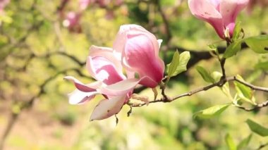 Çiçekli manolya. Bulanık arkaplanda pembe manolya çiçekleri. Baharda çiçek açan ağaç