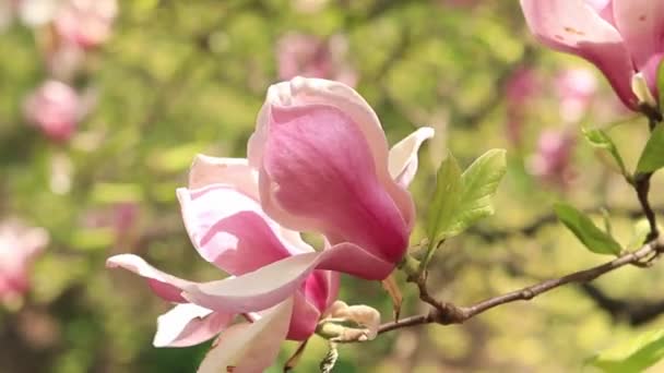 Kwitnąca Magnolia Różowe Kwiaty Magnolii Bliska Rozmytym Tle Kwitnące Drzewo — Wideo stockowe