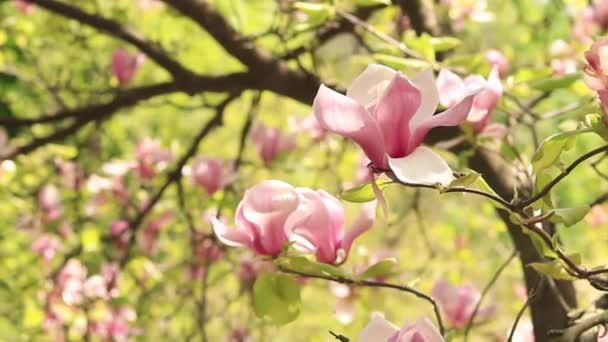 Blühende Magnolie Rosafarbene Magnolienblüten Aus Nächster Nähe Auf Verschwommenem Hintergrund — Stockvideo