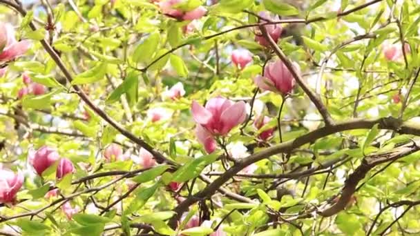 Blooming Magnolia Pink Magnolia Flowers Close Blurred Background Blooming Tree — Stock Video