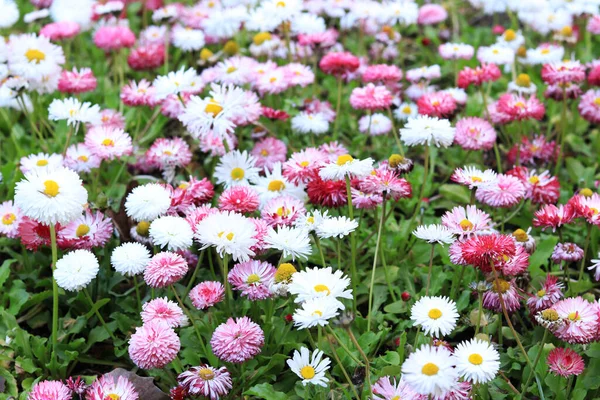 Lichtung Heller Frühlingsblumen Weiße Gänseblümchen Und Rosa Chrysanthemenblüten Rosa Und — Stockfoto